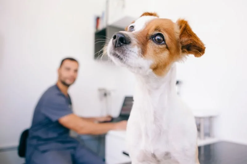 How Often Do You Take a Dog to the Vet?