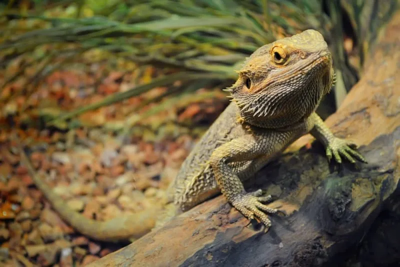 Best Reptile Pets for Beginners
