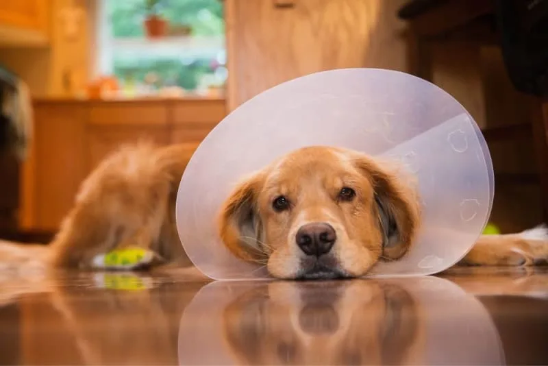 FHO Surgery in Dogs