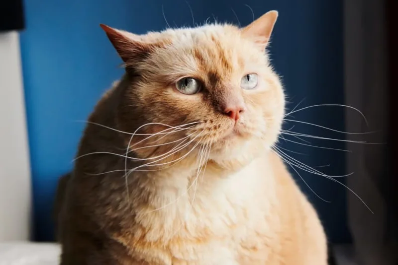 Is Your Cat Overweight? Signs, Symptoms & What to Do