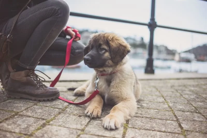 How to Raise a Puppy in an Apartment