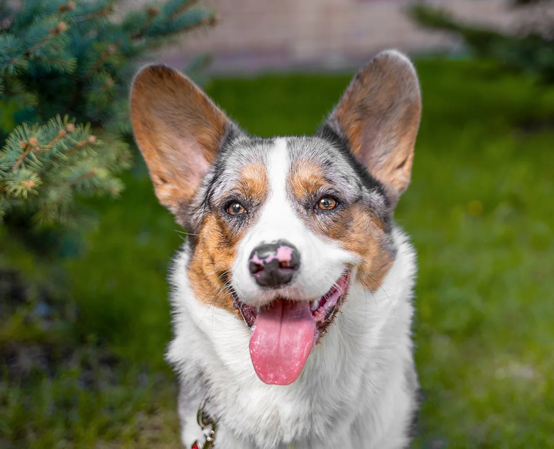 happy corgi in green grass