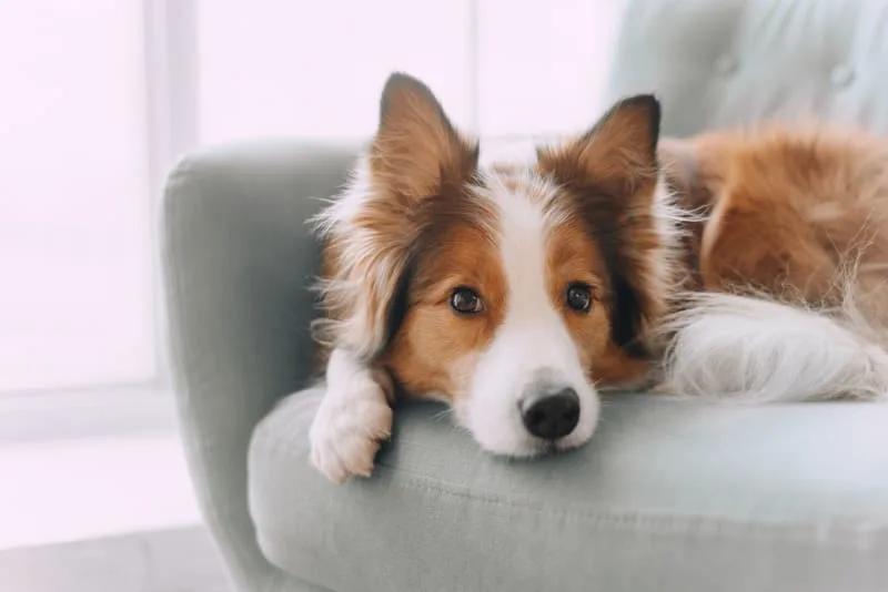Cost of Total Hip Replacement in Dogs & What's Involved in Surgery