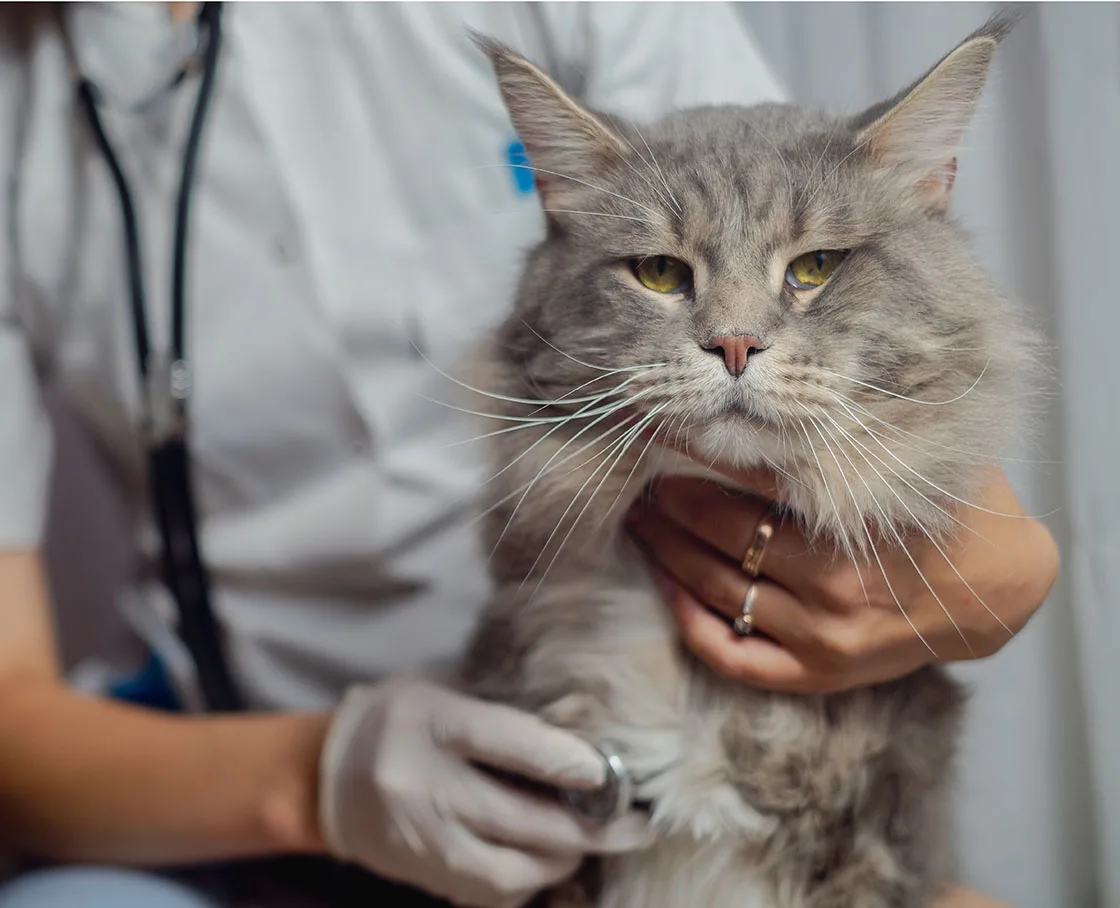 veterinary cardiolgy irritated grey tabby with stethoscope at chest