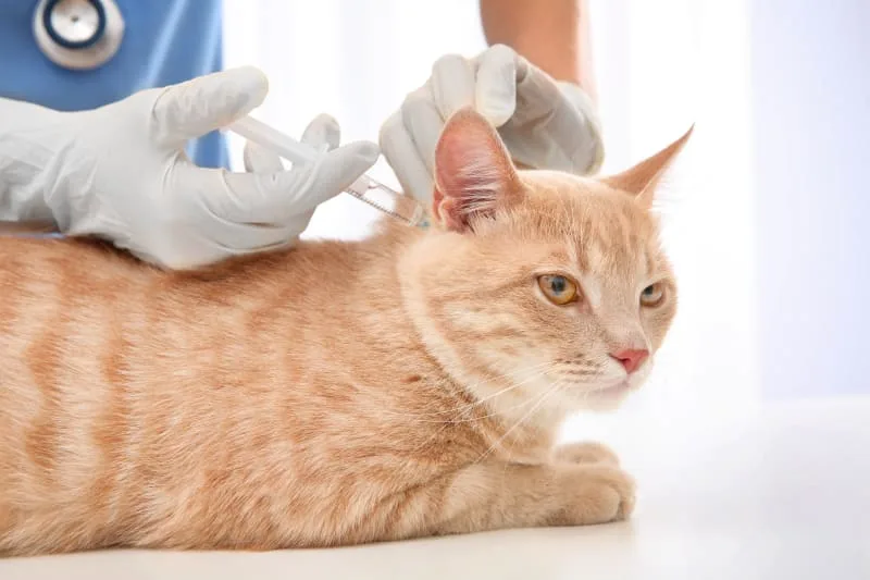 Why You Should Vaccinate Your Indoor Cat