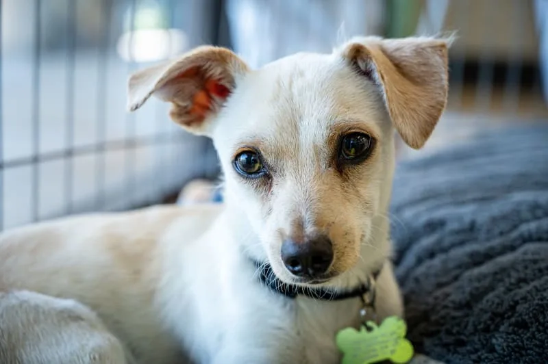 How to Select the Best Boarding For Your Dog (& Cat)
