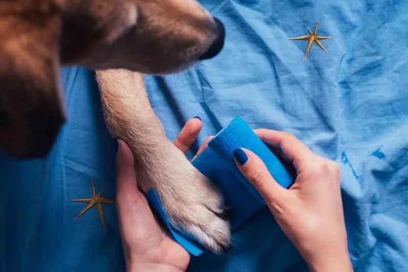 Pet First Aid Guide
