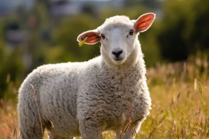 Sheep Health