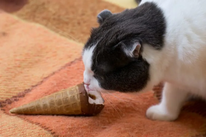 Can cats eat chocolate?