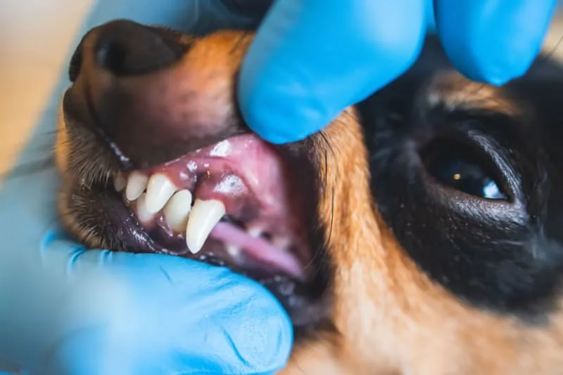 Your Dog's Teeth: Toothaches and Other Problems