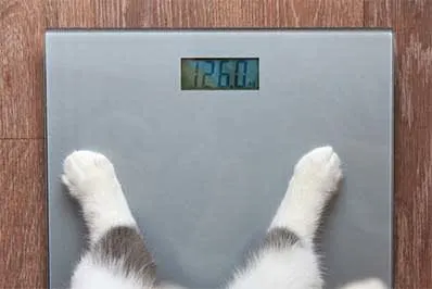 Fat Cat, Skinny Cat: When to worry about your pets weight loss