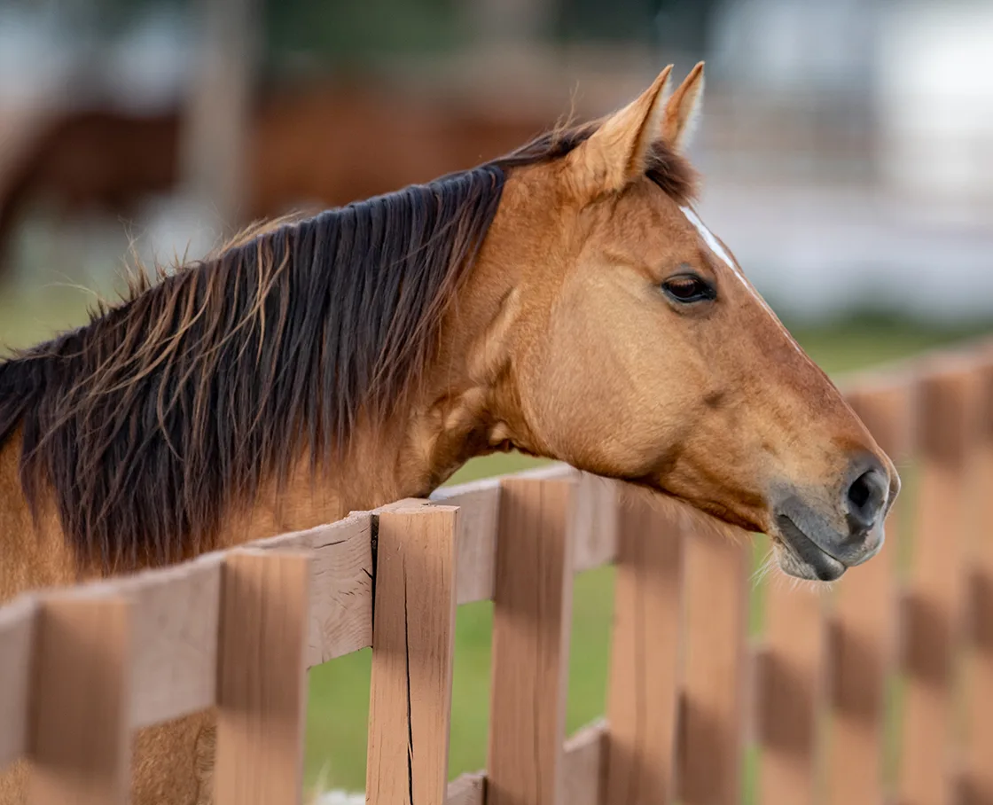 horse looking over a fence