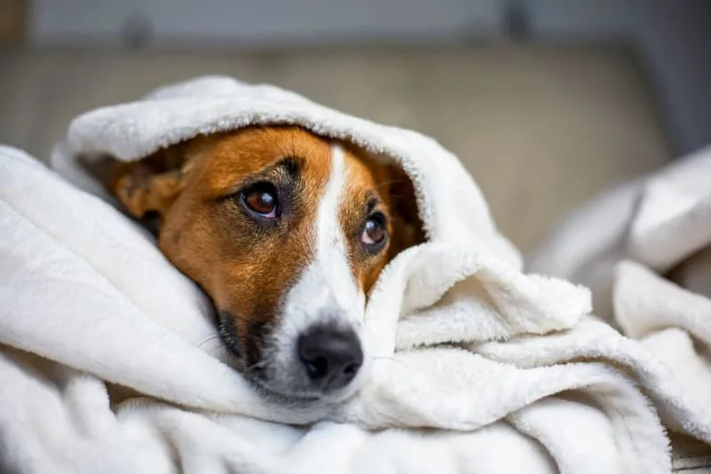 Symptoms of Pneumonia in Dogs & How It Is Treated