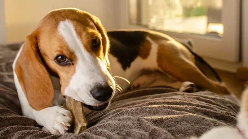 Bad Breath in Dogs