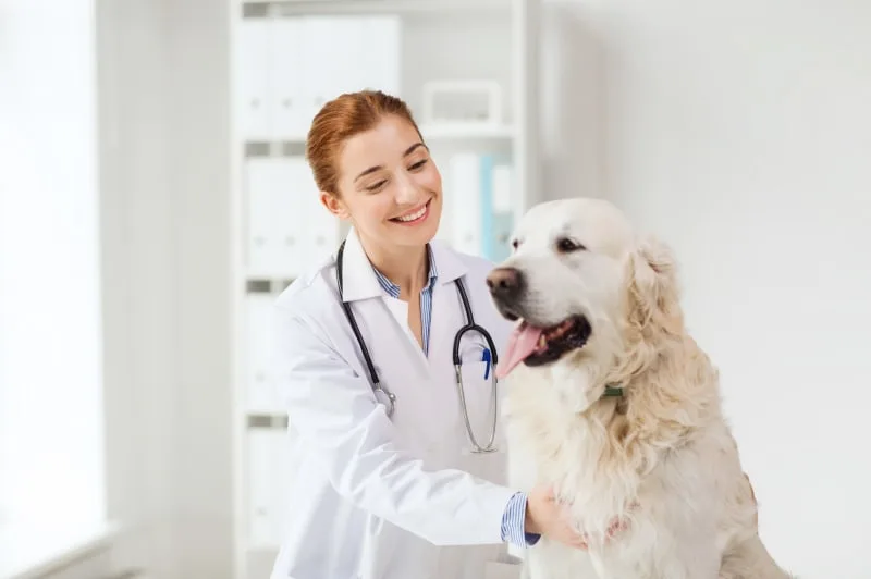 Blood Test For Dogs