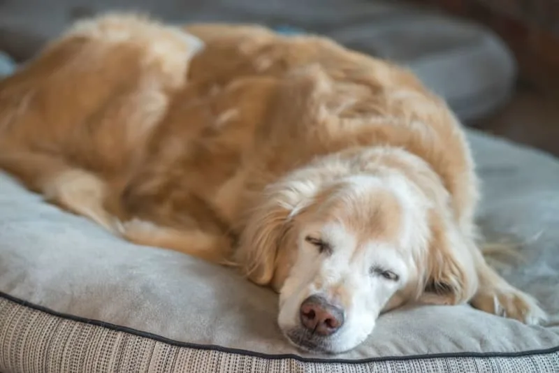 Vomiting in Dogs