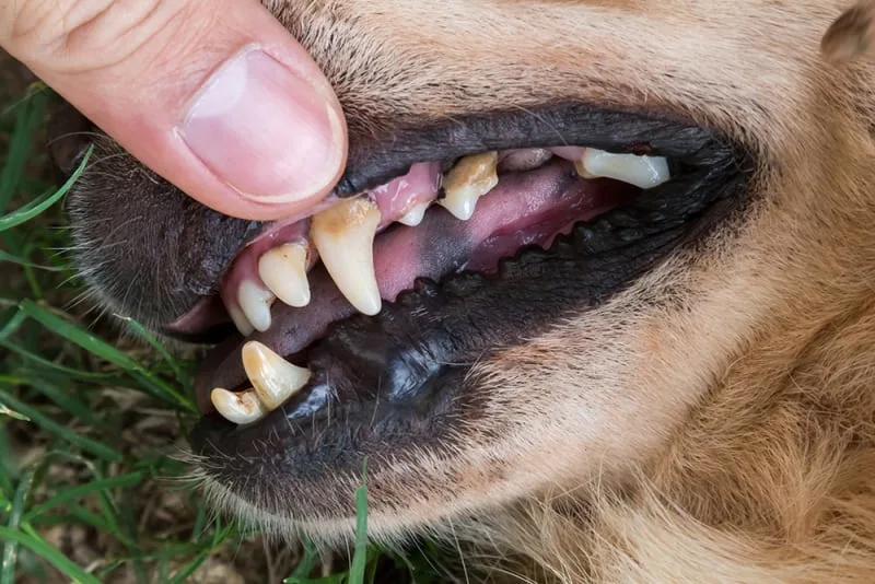When should I get my dog's teeth cleaned?