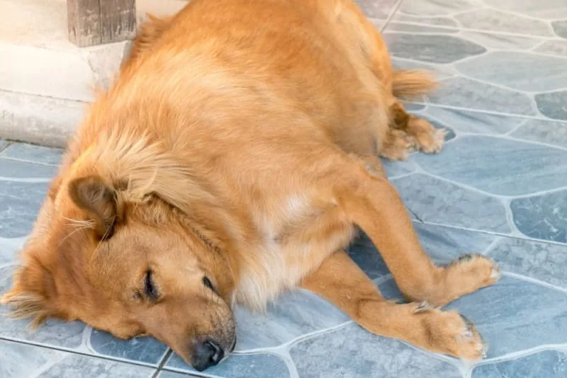 Signs & Symptoms of an Internal Condition in Pets