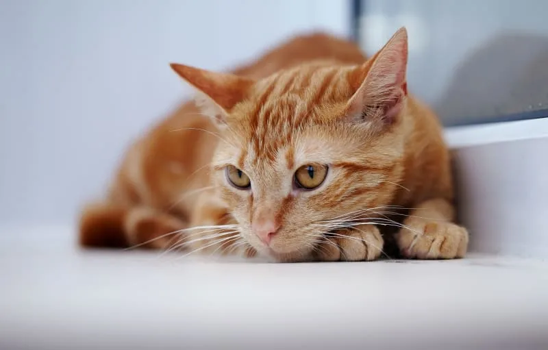 Hyperthyroidism in Cats