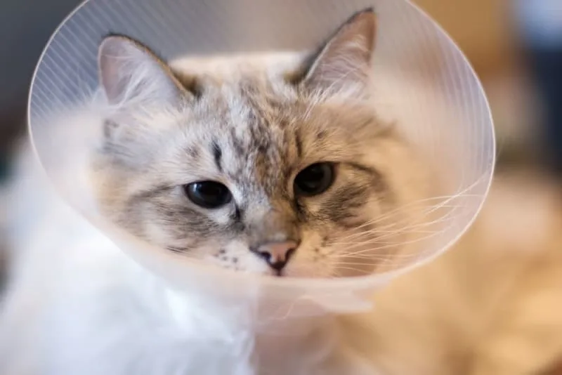 FHO Surgery in Cats
