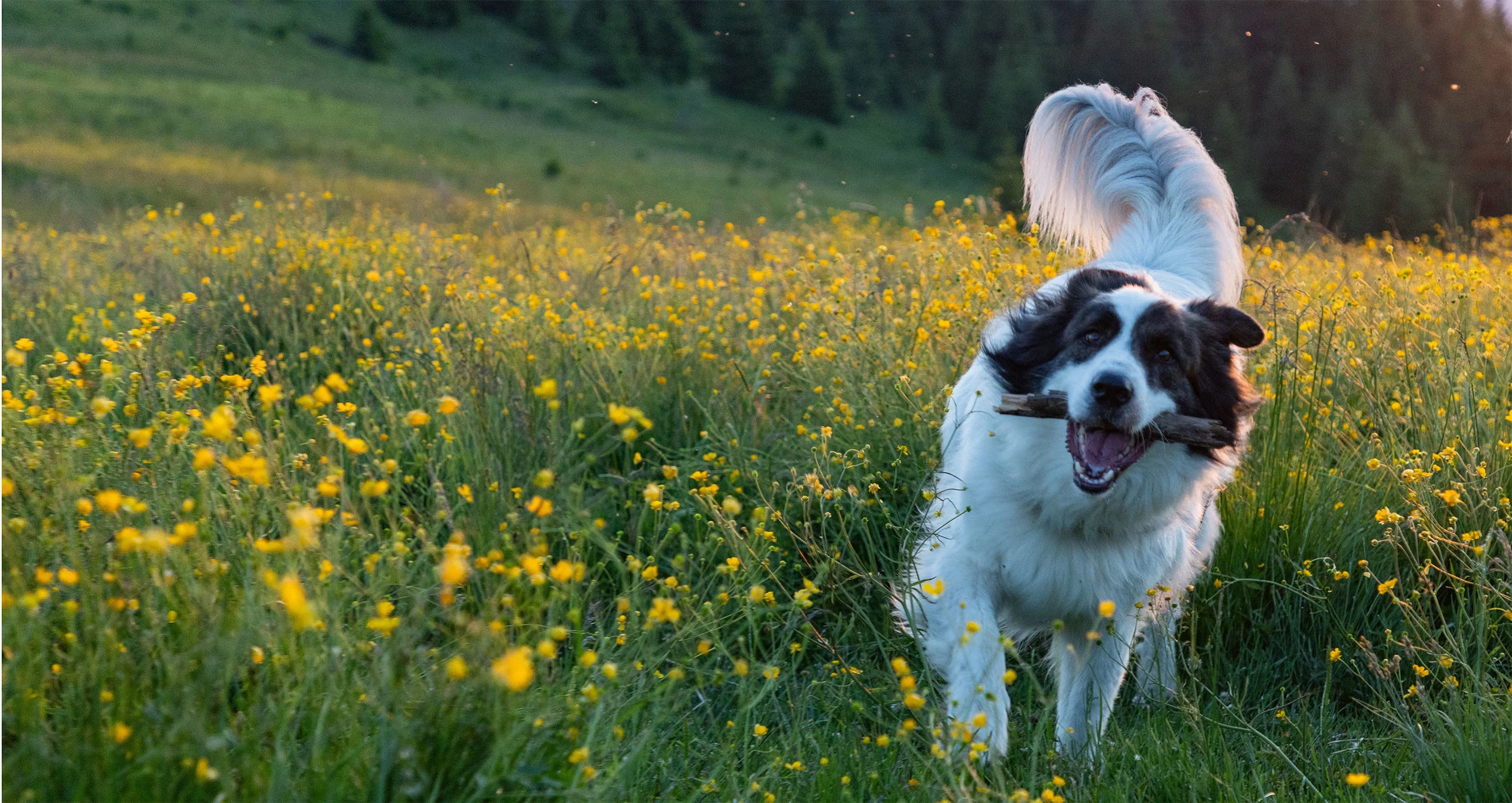 h border collie mix dog running in green field with yellow flowers in mountains