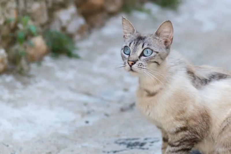 Diarrhea in Cats: Common Causes & When It's Serious