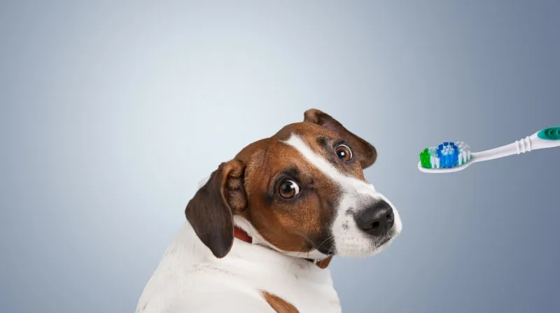 Dental Care for Dogs: How to Take Care of Your Dog's Teeth