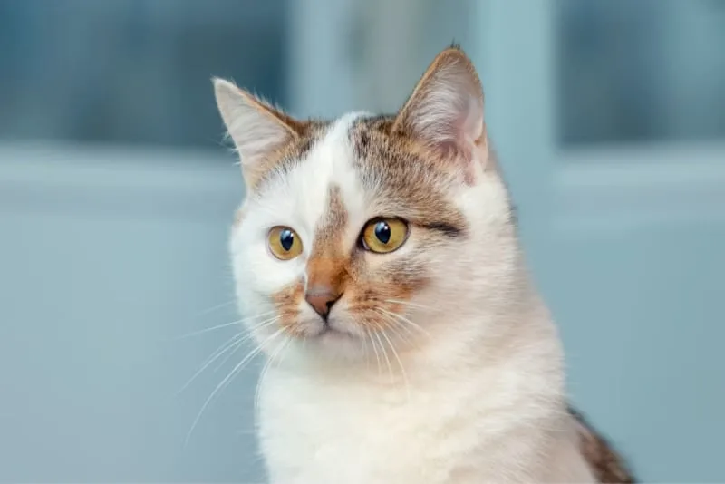 First Aid For Cats: A Guide