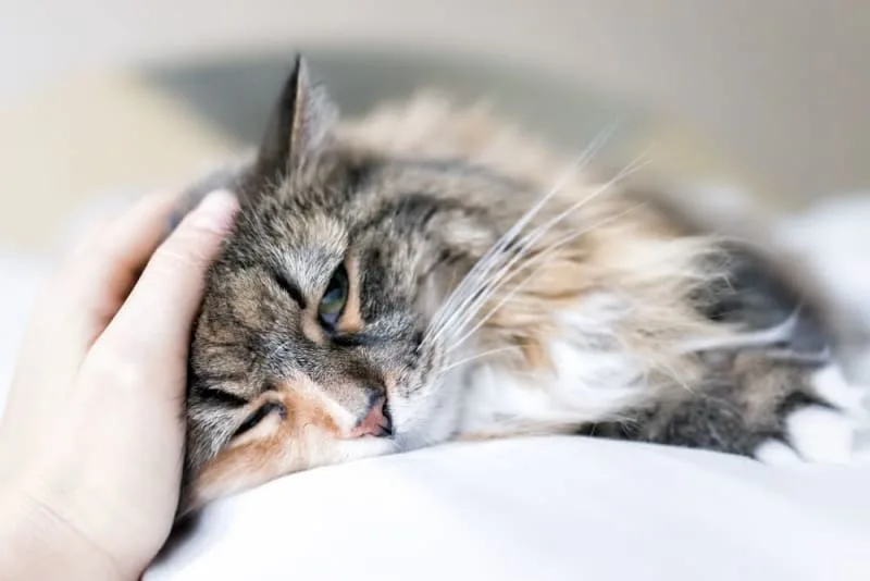 Pneumonia in Cats
