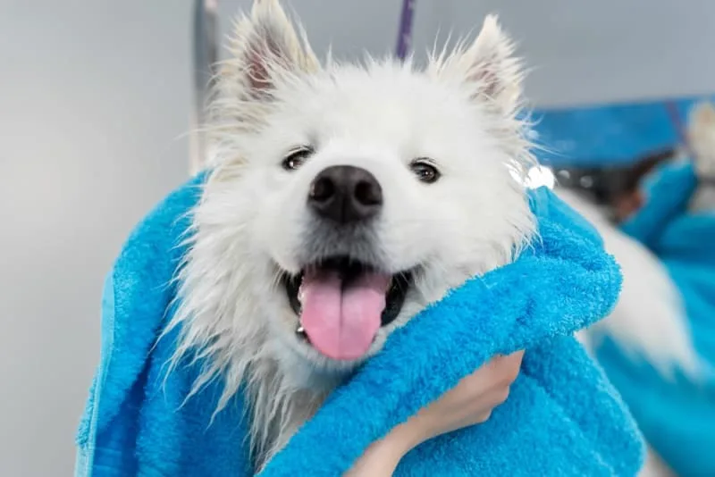 Grooming & Anxiety in Dogs: What to Do & How to Help