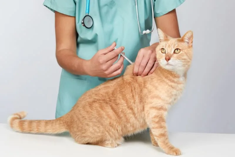 When to Take a Cat to the Vet
