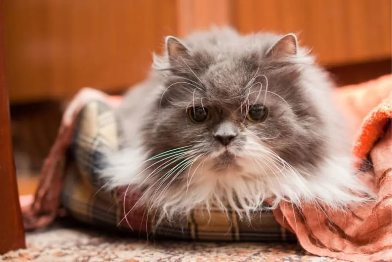 Old Cat Care – Caring for Senior Cats