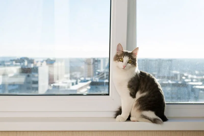 How Long Can A Cat Be Left Alone