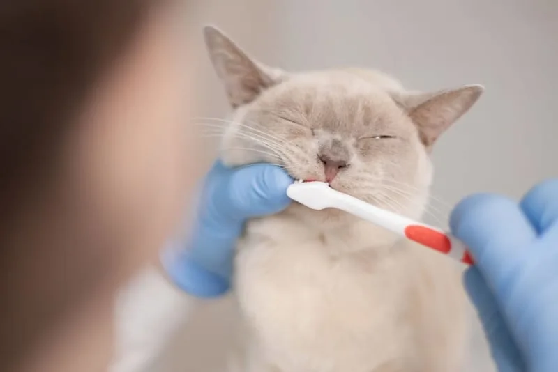 Cat Teeth Cleaning: How to Clean Cat's Teeth