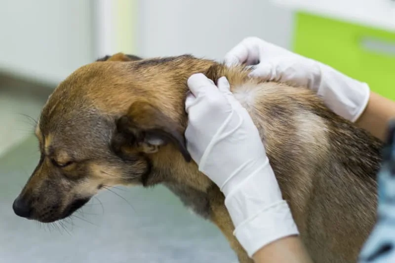Dandruff in Dogs: Causes & Treatment