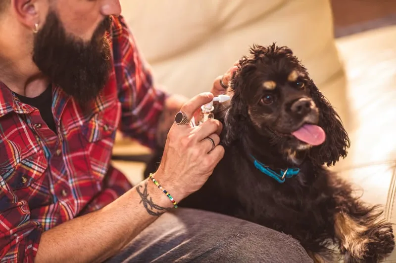 Protecting Your Pet (And Your Family) From Ticks