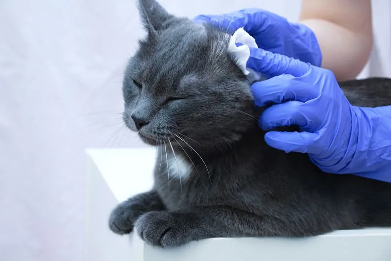 How to Treat Ear Mites in Cats