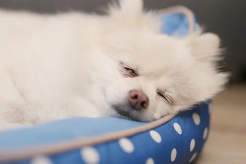 Fever in Dogs