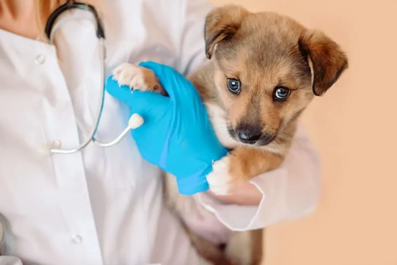 Puppy’s First Vet Visit: Checklist & What to Expect