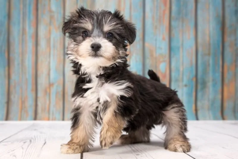 Best Small Family Dogs