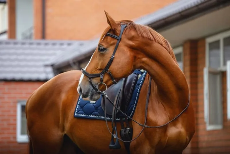 Equine Colic: Symptoms, Causes, Prevention & Treatment