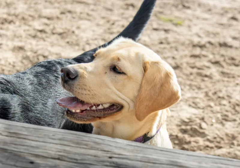 Constipation in Dogs: Causes, Diagnosis and Treatment