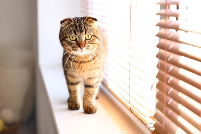 How Long Can You Leave A Cat Home Alone?