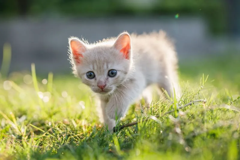 How To Take Care Of A Kitten