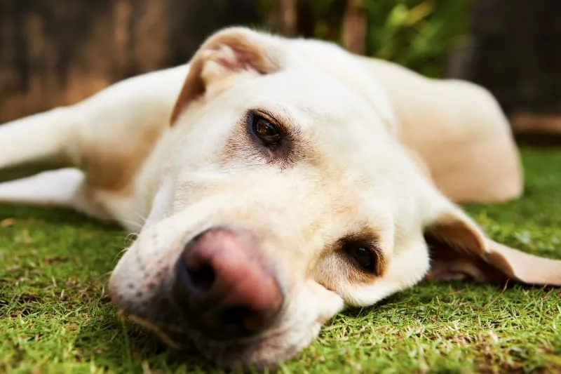 Bladder Stones In Dogs