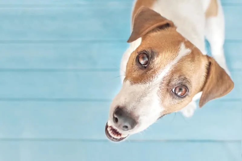 Teeth Problems: Dental Disease in Dogs