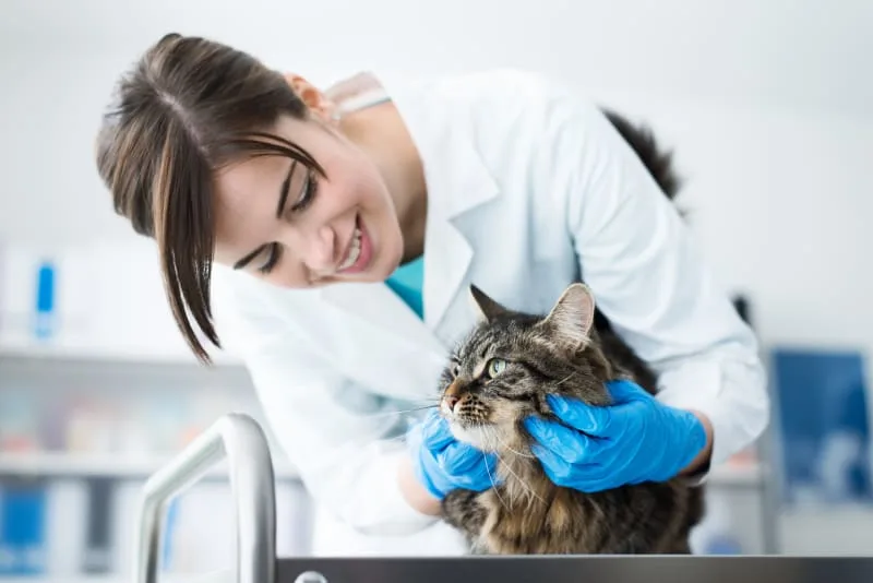 When to Take a Cat to the Vet