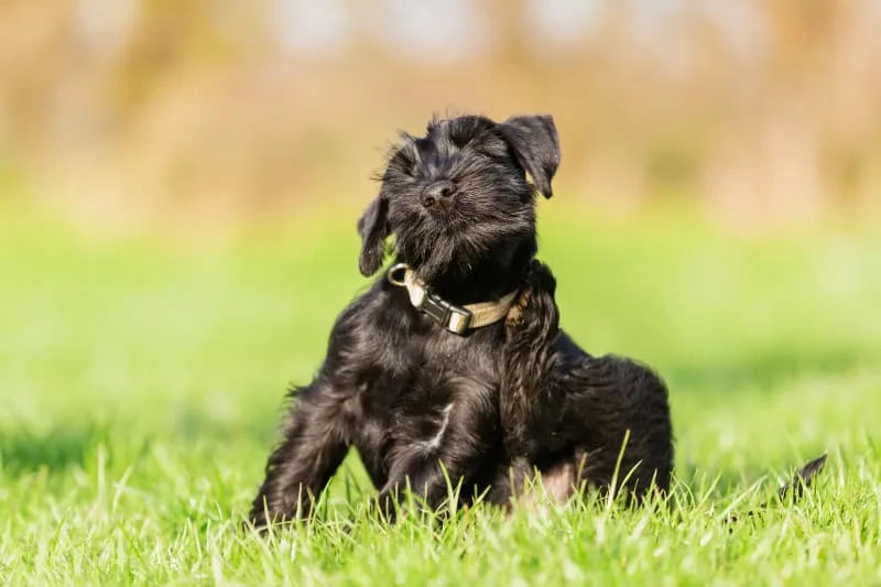 Dog Skin Problems: Dog Scratching, Itching, and Other Skin Conditions