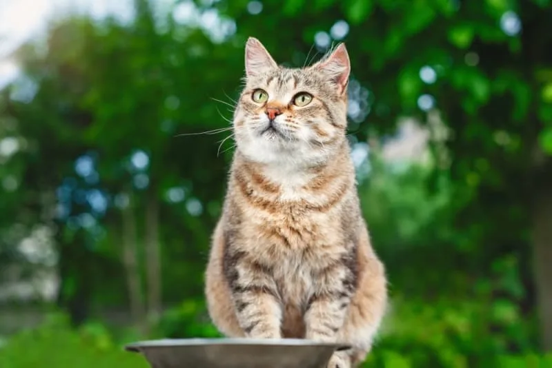 My Cat Won't Eat - Is This an Emergency?