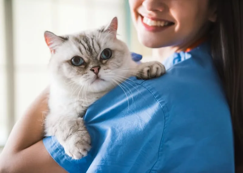 How Often Should You Take Your Cat to the Vet